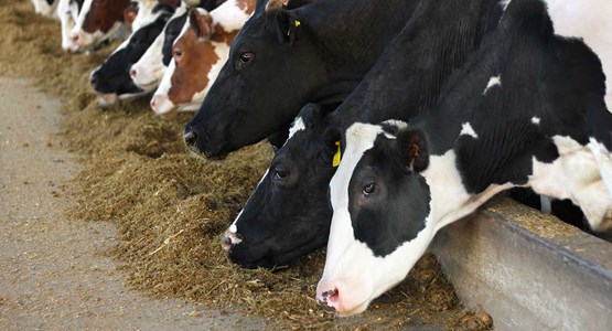 Vacas